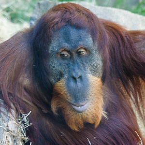 Padang, Sumatran orangutan