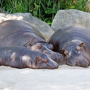 Hippopotamus family