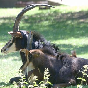Sable antelope