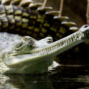 Gharial
