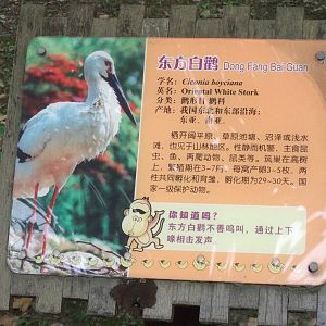 Stork sign