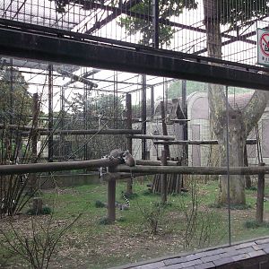 Ring-tailed Lemur enclosure