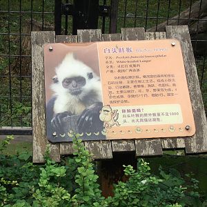 White-headed Langur sign