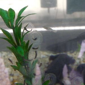 axolotl and eggs zoologico los coyotes