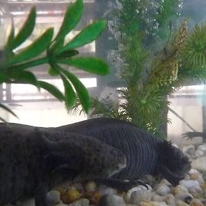 axolotl and eggs zoologico los coyotes