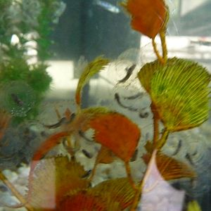 axolotl eggs zoologico los coyotes