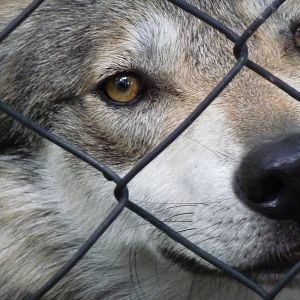 mexican wolf or lobo zoologico los coyotes