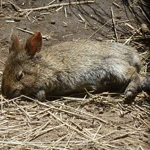 Volcano rabbit or Teporingo Zoologico Los Coyotes