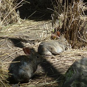 volcano rabbits or teporingos zoologico los coyotes