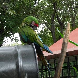 military macaw zoologico los coyotes