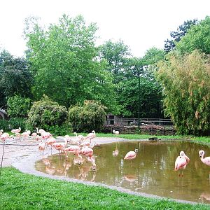 Flamingo Exhibit at Rheine, 03/06/12