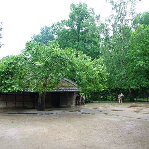 Zebra Paddock at Rheine, 03/06/12