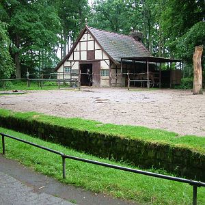 Camel Paddock at Rheine, 03/06/12