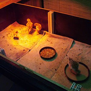 Avocet Chicks at Rheine, 03/06/12