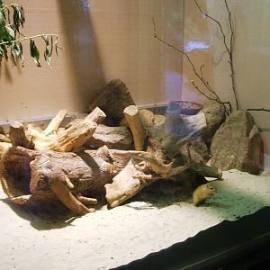 Mongolian Gerbil Exhibit at Rheine, 03/06/12