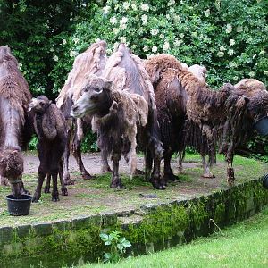 Domestic Bactrian Camels at Rheine, 03/06/12