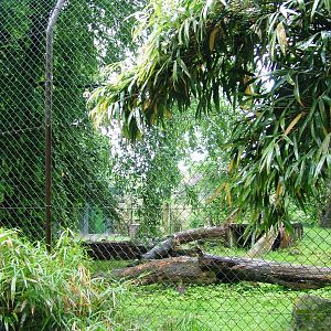 Tiger Exhibit at Rheine, 03/06/12