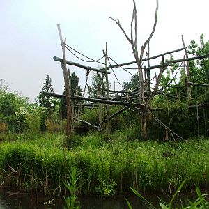 Gibbon Island at Rheine, 03/06/12