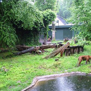 Tiger Exhibit at Rheine, 03/06/12