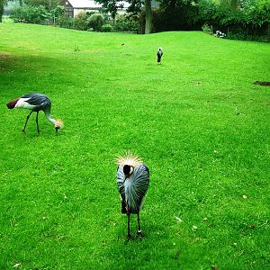 Sitatunga/Crane Paddock at Rheine, 03/06/12