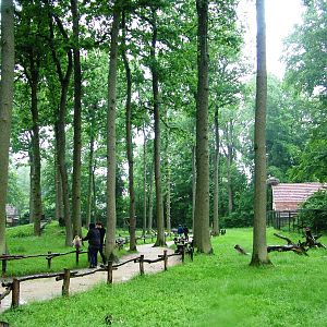 Barbary Macaque Walkthrough at Rheine, 03/06/12