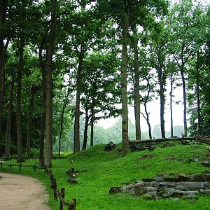 Barbary Macaque Walkthrough at Rheine, 03/06/12