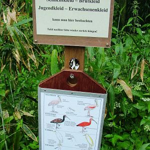 Walkthrough Aviary ID Board at Rheine, 03/06/12