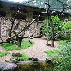 Waldrapp Ibis Aviary at Rheine, 03/06/12