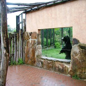 Sloth Bear Viewing Window at Rheine, 03/06/12