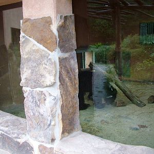 Sloth Bear Indoor Viewing at Rheine, 03/06/12