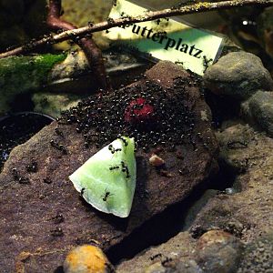 Black Weaver Ants at Rheine, 03/06/12