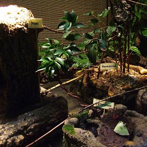 Black Weaver Ant Exhibit at Rheine, 03/06/12