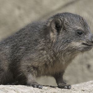 Newborn Cape hyrax