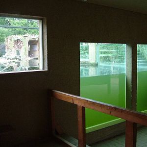 Penguin Underwater Viewing at Rheine, 03/06/12