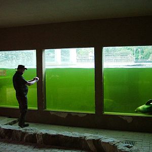Seal Underwater Viewing at Rheine, 03/06/12