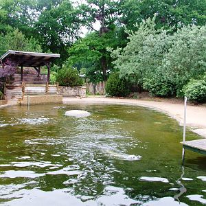 Seal Exhibit at Rheine, 03/06/12