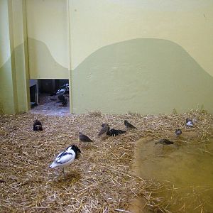 Waders' Indoor Exhibit at Rheine, 03/06/12