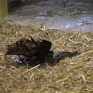 Ruff Goings On at Rheine, 03/06/12