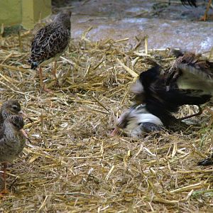Ruff Goings On at Rheine, 03/06/12