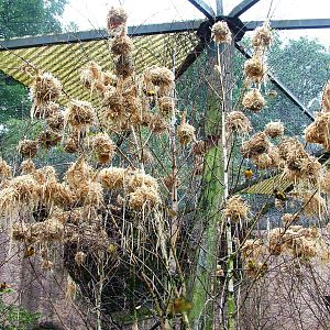 Weaver Nests at Rheine, 03/06/12