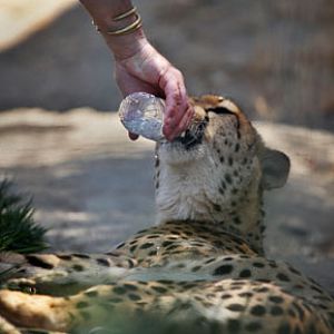 how a cheetah drinks