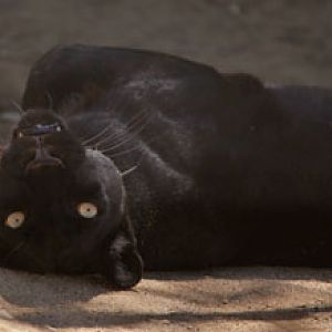 black leopard - female