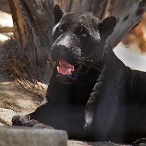 black jaguar - male