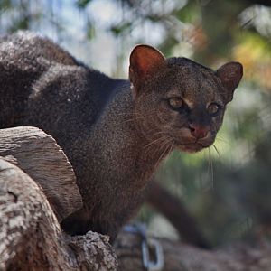 jaguarundi