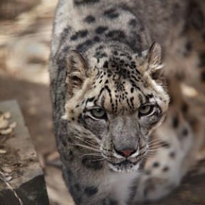 snow leopard