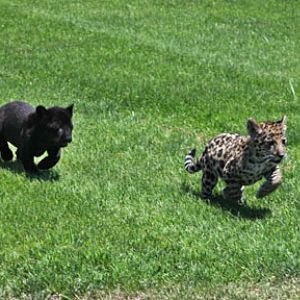 9 week jaguar cubs - females