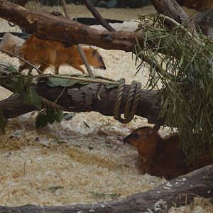 Larger Malayan Chevrotains