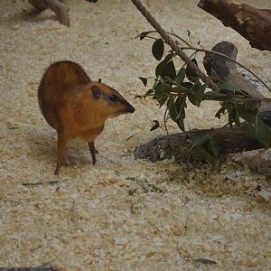 Larger Malayan Chevrotain