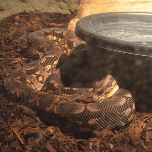 Dumeril's Ground Boa