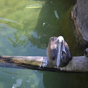 California Brown Pelican